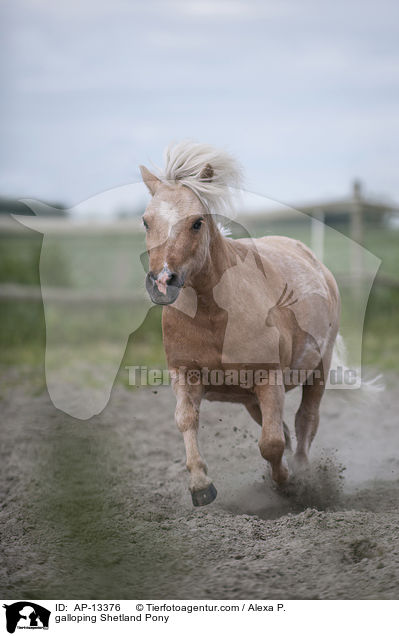 galoppierendes Shetland Pony / galloping Shetland Pony / AP-13376