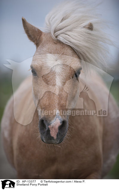 Shetland Pony Portrait / Shetland Pony Portrait / AP-13377
