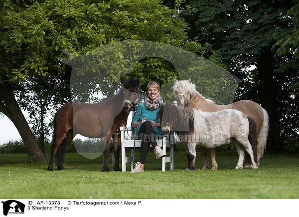 3 Shetland Ponys / 3 Shetland Ponys / AP-13378
