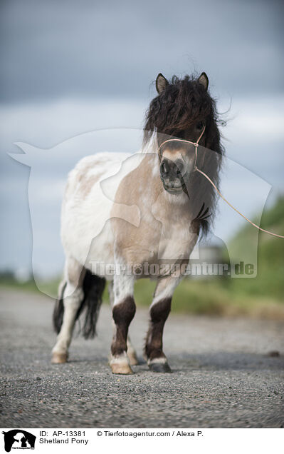 Shetland Pony / Shetland Pony / AP-13381
