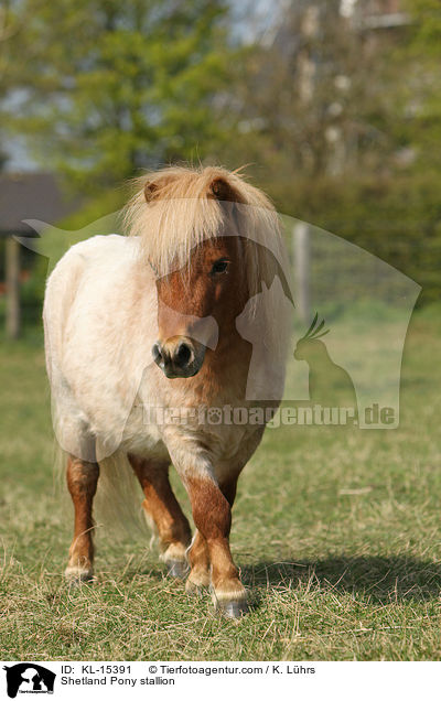 Shetland Pony Hengst / Shetland Pony stallion / KL-15391