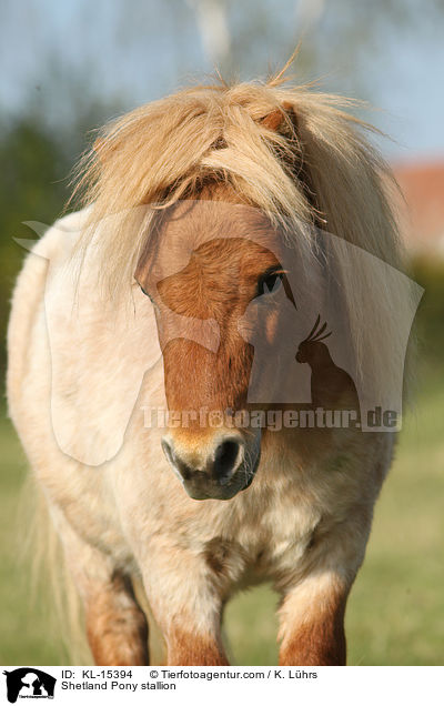 Shetland Pony Hengst / Shetland Pony stallion / KL-15394