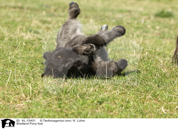 Shetland Pony Fohlen / Shetland Pony foal / KL-15401