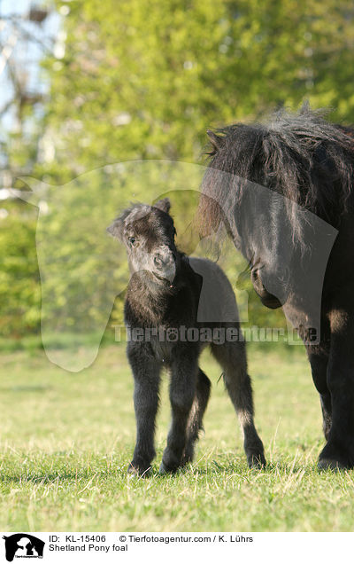 Shetland Pony Fohlen / Shetland Pony foal / KL-15406