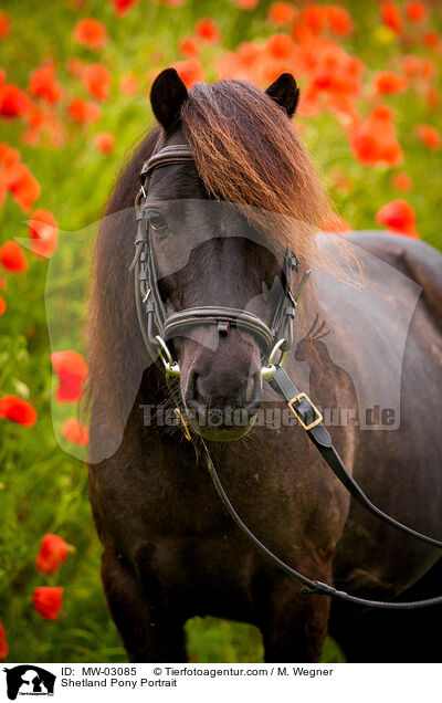 Shetland Pony Portrait / Shetland Pony Portrait / MW-03085