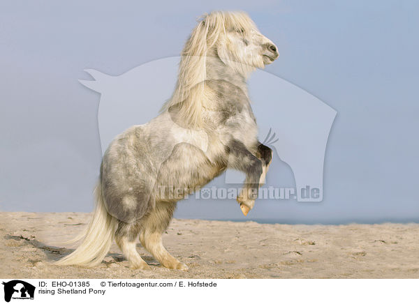 rising Shetland Pony / EHO-01385