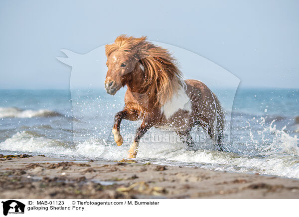 galoppierendes Shetland Pony / galloping Shetland Pony / MAB-01123