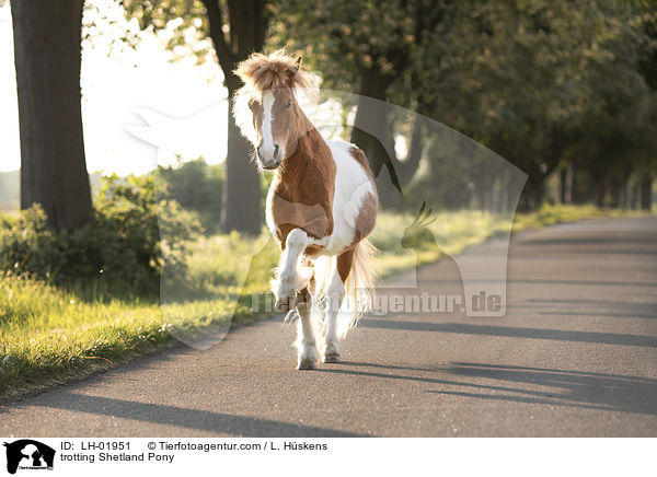 Trabendes Shetland Pony / trotting Shetland Pony / LH-01951