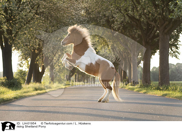 steigendes Shetland Pony / rising Shetland Pony / LH-01954