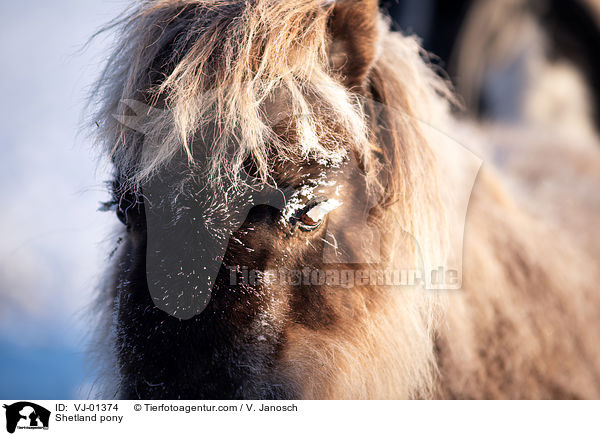 Shetlandpony / Shetland pony / VJ-01374
