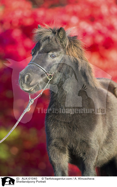 Shetlandpony Portrait / Shetlandpony Portrait / ALK-01040