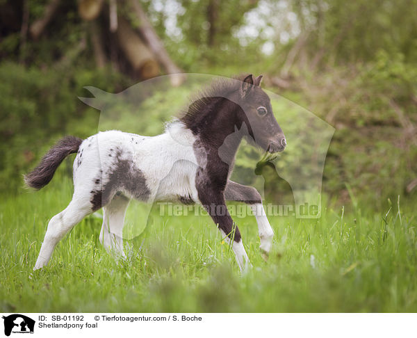 Shetlandpony Fohlen / Shetlandpony foal / SB-01192