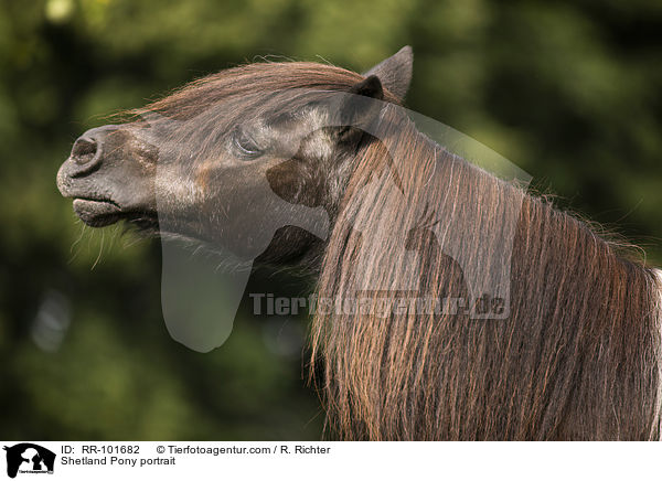 Shetlandpony Portrait / Shetland Pony portrait / RR-101682
