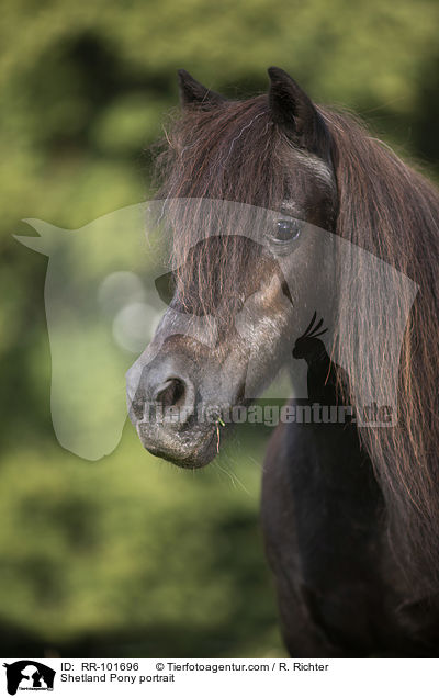 Shetlandpony Portrait / Shetland Pony portrait / RR-101696