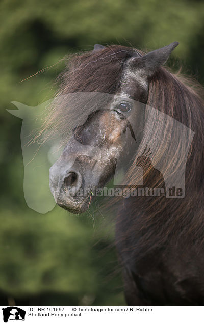 Shetland Pony portrait / RR-101697