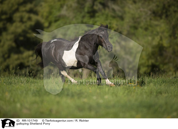 galoppierendes Shetlandpony / galloping Shetland Pony / RR-101749