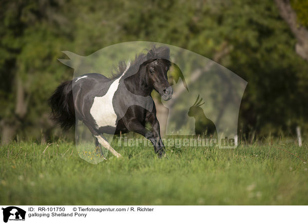 galoppierendes Shetlandpony / galloping Shetland Pony / RR-101750