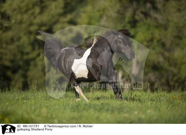 galoppierendes Shetlandpony / galloping Shetland Pony / RR-101751