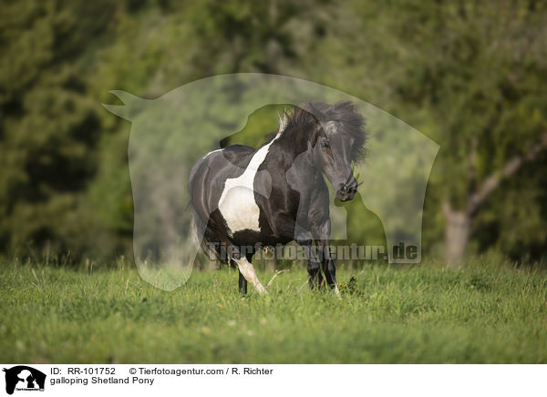 galoppierendes Shetlandpony / galloping Shetland Pony / RR-101752