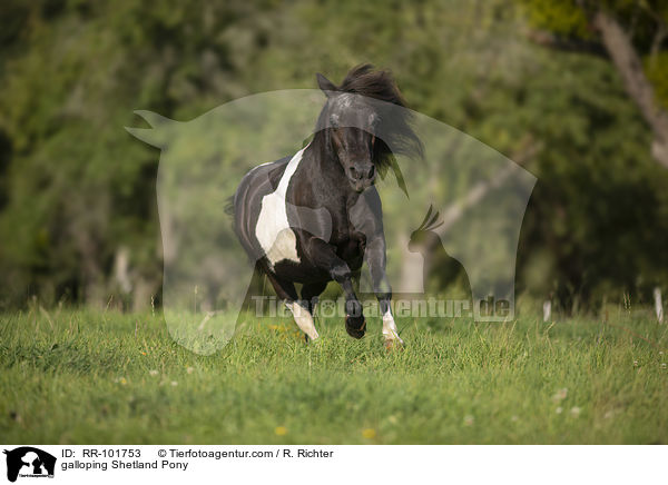 galoppierendes Shetlandpony / galloping Shetland Pony / RR-101753