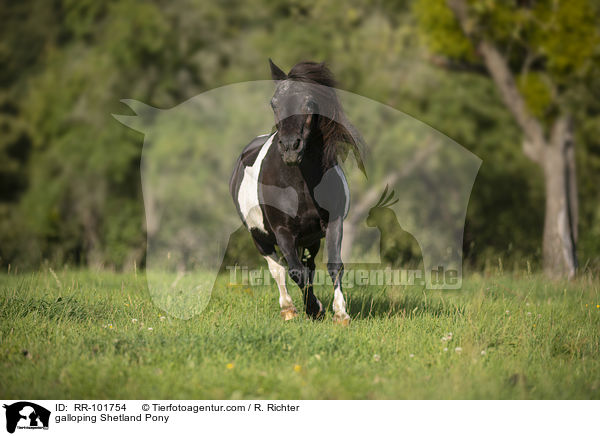 galoppierendes Shetlandpony / galloping Shetland Pony / RR-101754