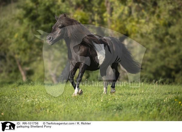 galoppierendes Shetlandpony / galloping Shetland Pony / RR-101756