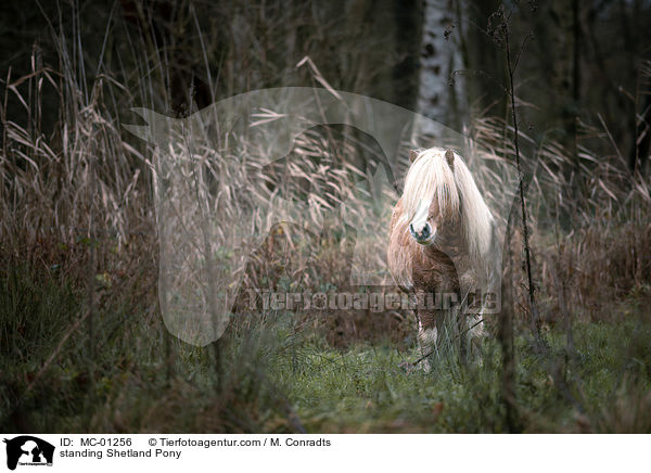 stehendes Shetlandpony / standing Shetland Pony / MC-01256