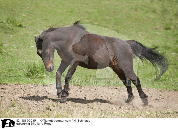 galoppierendes Shetlandpony / galopping Shetland Pony / NS-06035