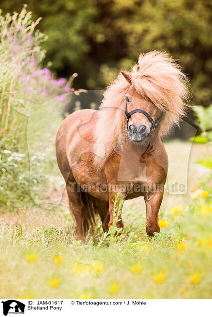 Shetland Pony / Shetland Pony / JAM-01617