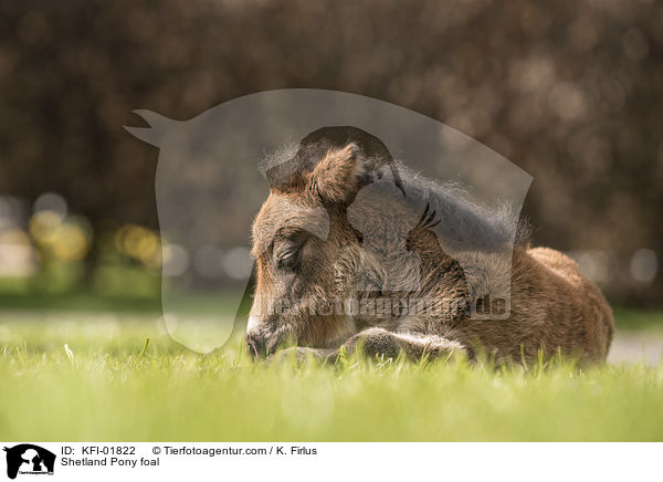 Shetland Pony Fohlen / Shetland Pony foal / KFI-01822