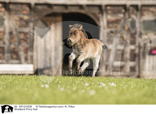 Shetland Pony Fohlen / Shetland Pony foal / KFI-01836