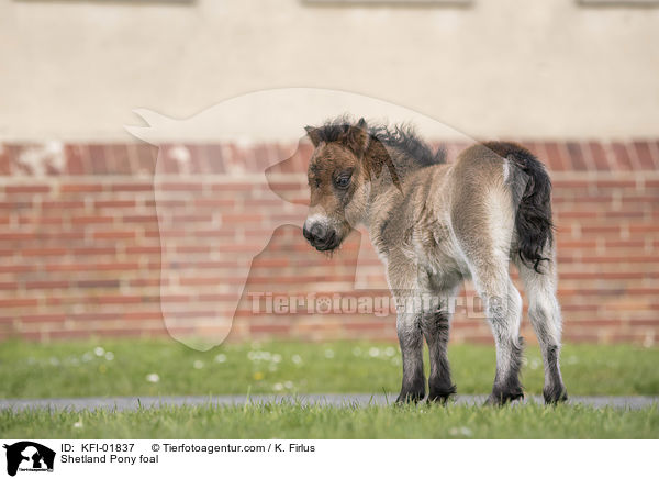 Shetland Pony Fohlen / Shetland Pony foal / KFI-01837