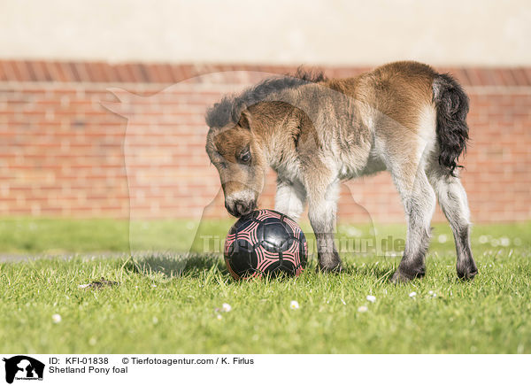 Shetland Pony Fohlen / Shetland Pony foal / KFI-01838