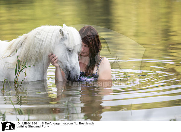 bathing Shetland Pony / LIB-01296