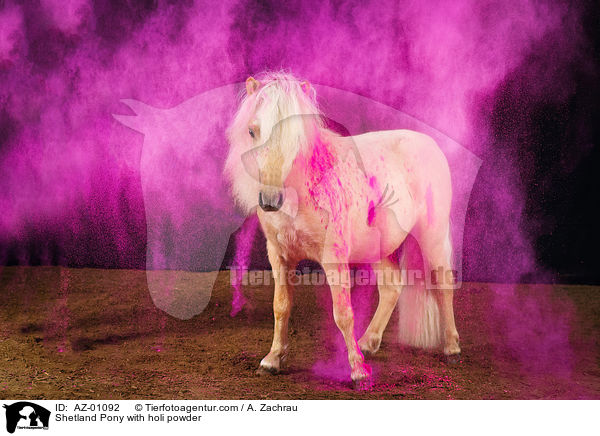 Shetland Pony with holi powder / AZ-01092