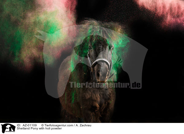 Shetland Pony mit Holi Pulver / Shetland Pony with holi powder / AZ-01109