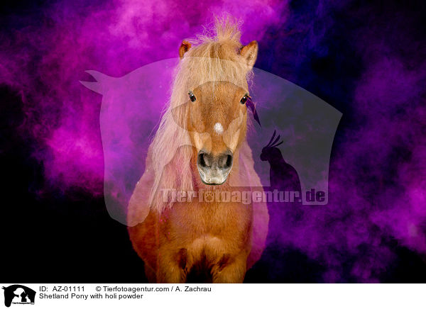 Shetland Pony mit Holi Pulver / Shetland Pony with holi powder / AZ-01111