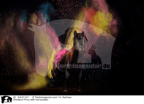 Shetland Pony mit Holi Pulver / Shetland Pony with holi powder / AZ-01141