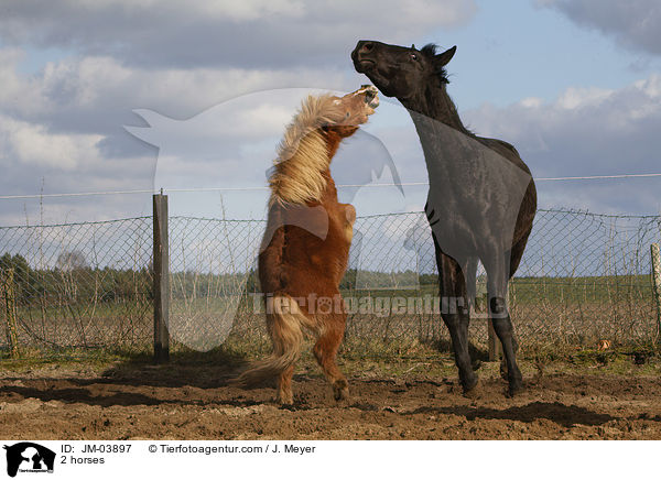 2 Pferde / 2 horses / JM-03897