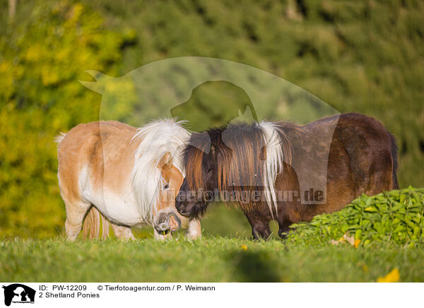 2 Shetland Ponies / 2 Shetland Ponies / PW-12209
