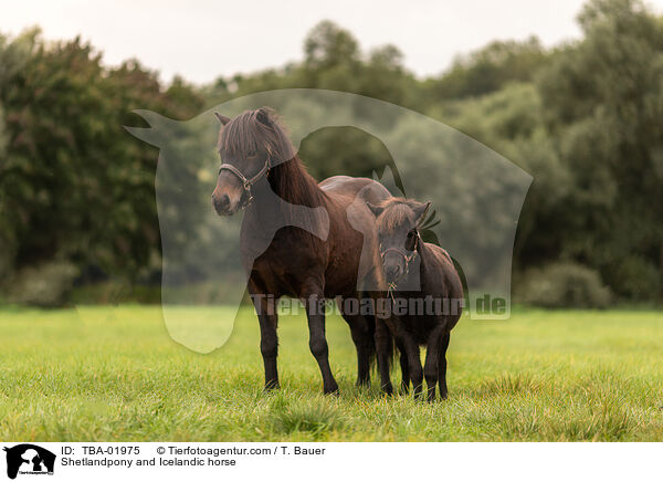 Shetlandpony und Islnder / Shetlandpony and Icelandic horse / TBA-01975