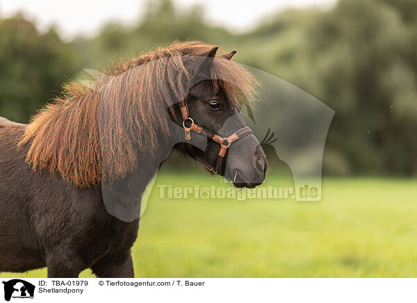 Shetlandpony / Shetlandpony / TBA-01979