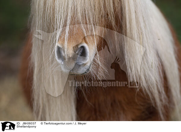 Shetlandpony / Shetlandpony / JM-06037