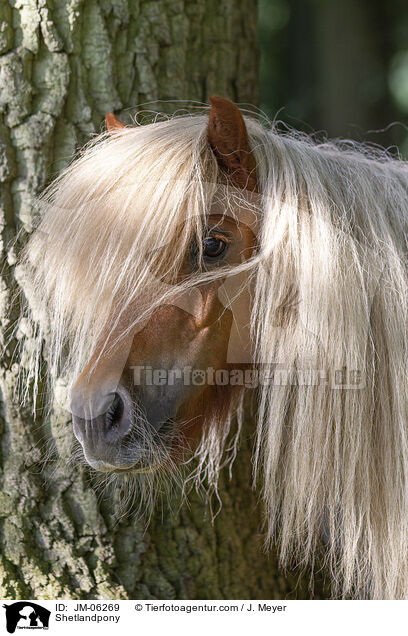 Shetlandpony / Shetlandpony / JM-06269