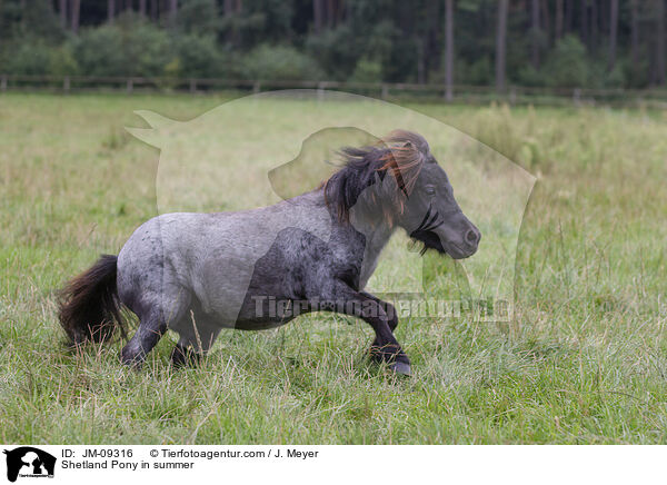 Shetland Pony im Sommer / Shetland Pony in summer / JM-09316