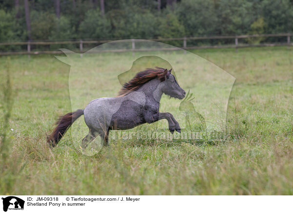 Shetland Pony im Sommer / Shetland Pony in summer / JM-09318