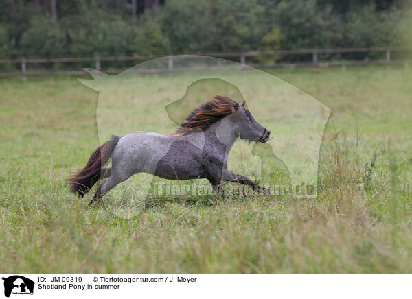 Shetland Pony im Sommer / Shetland Pony in summer / JM-09319