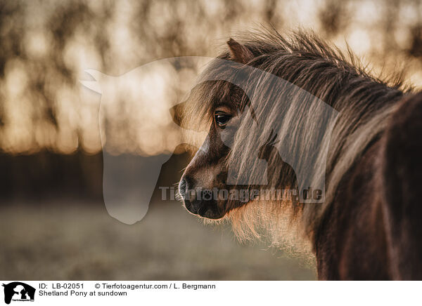 Shetland Pony im Abendlicht / Shetland Pony at sundown / LB-02051