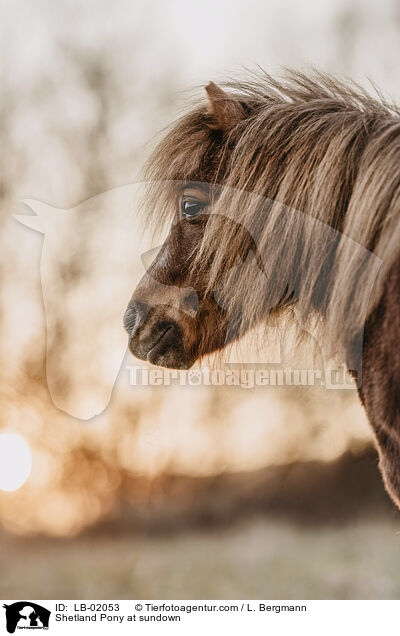 Shetland Pony im Abendlicht / Shetland Pony at sundown / LB-02053