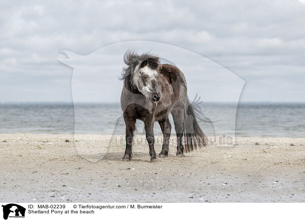 Shetland Pony am Strand / Shetland Pony at the beach / MAB-02239